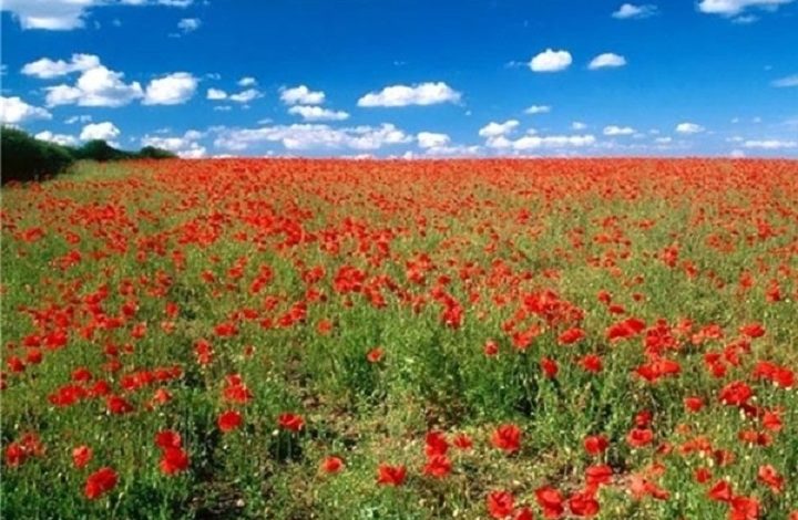 نوروز یک جشن باستانی و رویداد مرتبط به تحول طبیعت است نه پیروی از آتش پرستان